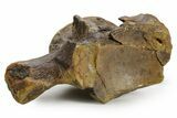 Huge Fossil Mosasaur (Tylosaurus) Vertebra - Texas #377824-1